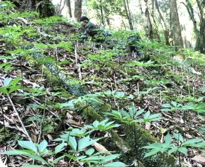 Sâm Ngọc Linh: Động lực phát triển ngành dược liệu Đà Nẵng